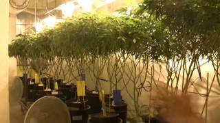 22 CIATV  Das GrowshopSpezial 2 AufzuchtVermehrung [upl. by Ynohtnacram347]