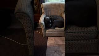 Cane corso in a small chair [upl. by Onateyac]