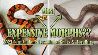 2023 CORN SNAKE PRICES Single Morphs [upl. by Ettebab]