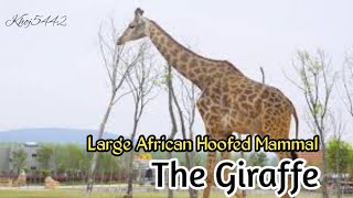 The Giraffe  True facts giraffe  Large African Hoofed Mammal  South Africa Giraffes [upl. by Hubsher219]