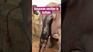 Cesarean section l Dystokia l difficulty in birth l dr Umar khan [upl. by Clarine754]