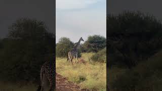 Makuyuni Wildlife Park Tanzania animals wildlife nature [upl. by Gillead823]