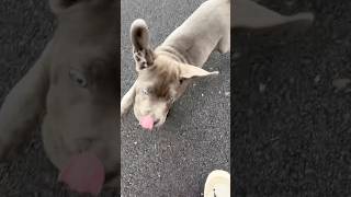 Those floppy ears dog canecorso funny mastiff canecorsolove dogbreed cane [upl. by Hawley566]