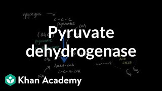 Regulation of Pyruvate Dehydrogenase [upl. by Zelma]