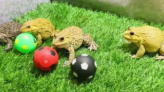 Very strong frog teams play football frog [upl. by Otis319]