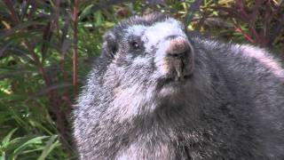 Dempster Highway and Tombstone Territorial Park Part 4 Interview with a Marmot [upl. by Randie993]