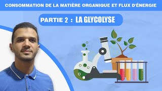 consommation de la matière organique et flux dénergie  partie 2 la glycolyse [upl. by Myranda]