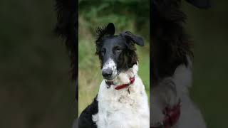 The Borzoi from Russia borzoi sighthound dogs [upl. by Emersen]