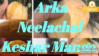 Arka Neelachal Keshar mango [upl. by Nylarak]