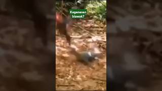 Biawak lagi kejar pikat ayam hutan [upl. by Sonitnatsnoc]