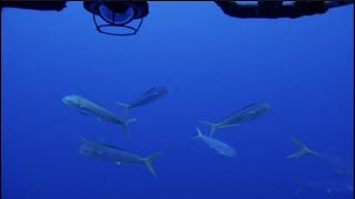 Sneak Peek at Johnston Atoll’s Amazing Biodiversity  Nautilus Live [upl. by Palla145]