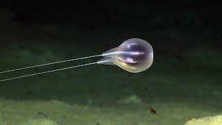 Combing the Deep NOAAs Discovery of a New Ctenophore [upl. by Ataymik]