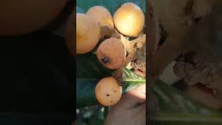 cocechando nisperos en el rancho como los conocen fruta exotic [upl. by Enilhtak]