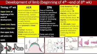 Development of limbs summary shorts summary embryology [upl. by Sirama]