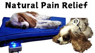 PEMF Therapy for Dogs Natural Pain Relief amp Senior Dog Rehabilitation [upl. by Eirffej]