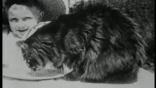 Le déjeuner du chat  1897 год [upl. by Irrehs]