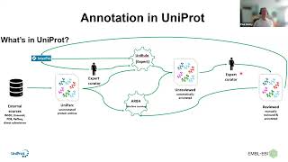 Curating proteins involved in Antimicrobial Resistance AMR in UniProt [upl. by Aynad329]