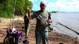 Best Cut Bait Alternative Fishing For Catfish [upl. by Beker436]