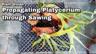 Propagating Staghorn Fern Ep 26 [upl. by Assilav]