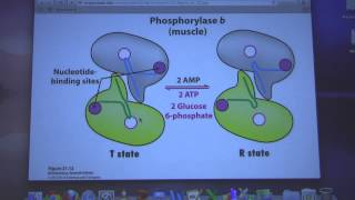 Aherns Biochemistry 25  Glycogen Metabolism I [upl. by Gayla]