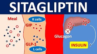 Sitagliptin for type 2 diabetes mellitus  DPP 4 inhibitor  Mechanism precautions amp side effects [upl. by Nagorb]