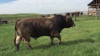 Braunvieh Bull  Swiss Tradition Zorro [upl. by Tadio]