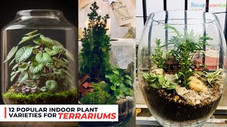 12 Popular Indoor Plant Varieties for Terrariums  Most Reliable Terrarium Plants terrarium [upl. by Vastha826]