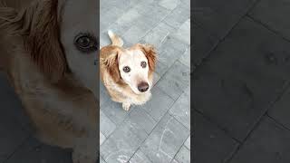 music piesek goldenretriever remix puppy Słodki jestem❤️❤️❤️ [upl. by Proudman]