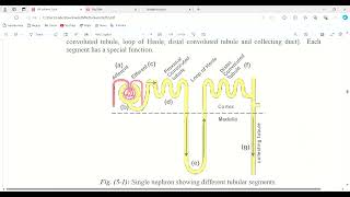 nephrology  polyuria [upl. by Lyman528]