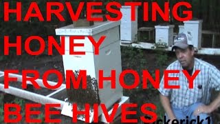 Honey Harvest From Honey Bee Hives August 2013 [upl. by Anoek]