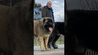 The two barbarians dog dogs bigdog bigdogs pet pets caucasianshepherd barbarians [upl. by River]