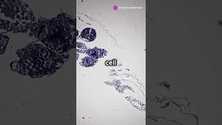 Cell Division  Mitosis and Meiosis Explained [upl. by Noterb]