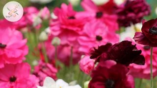 Planting Ranunculus Anemones and Freesia  Ornamental Cut Flower Gardening  Fall Bulbs [upl. by Anegue]