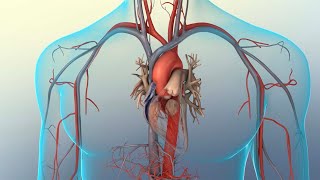 Congestive Heart Failure Leftsided vs Rightsided Systolic vs Diastolic Animation [upl. by Kennet]