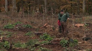 Plantation de 125 chênes en forêt de Senonches en EureetLoir [upl. by Shay]