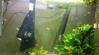 Benefits of Tea Tree Oil in an Aquarium [upl. by Marbut]