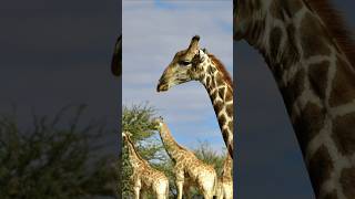 Girraffe herd grazing grass youtubeshorts animals trending viral shortsnature [upl. by Lyrehc]