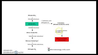 Nitrate reduction test [upl. by Eon]