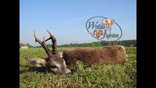 Rehbockjagd in PolenSchlesien im Oberforstamt Kup mit Westfalia Jagdreisen [upl. by Sessilu]