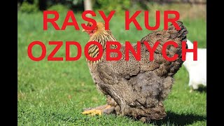 Odcinek 1087 TAKIEGO PODWÓRKA SĄSIAD MOŻE CI POZAZDROŚCIĆ KURY OZDOBNE KTÓRE WARTO HODOWAĆ [upl. by Nylrehc]