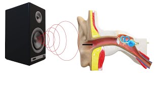 Audição humana você sabe como nosso ouvido funciona [upl. by Seftton]