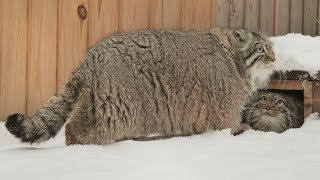 Pallass cats are flirting during breeding season [upl. by Yenffad249]