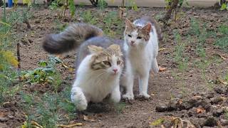 Cats in a Playful Mood [upl. by Milon]