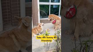 🐕Tobo और Tommy की Friendship  mini wood toy  woodworking art skills  hand crafts shorts [upl. by Leacim]