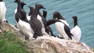 Razorbills amp Guillemots  Part one [upl. by Hauck164]