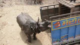 Rhino Released in Shuklaphanta National Park  Rhino Translocation 2017 [upl. by Inness]