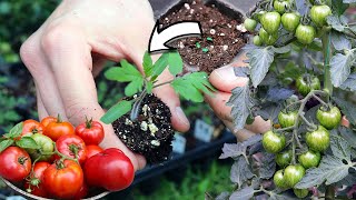 How to Grow Tomato Seedlings Indoors  Seed Starting StepbyStep Guide [upl. by Ainnet816]