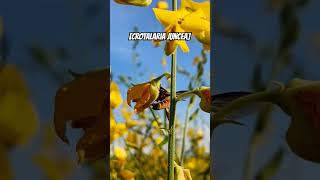 CROTALARIA JUNCEA Agriculture Farmer Food Drone Sugarcane giangkimngan sustainablefarming [upl. by Norred]