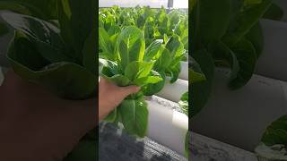 Sayuran segar romaine lettuce  seladasayur salad minihidroponic shortvideo [upl. by Emlynne]