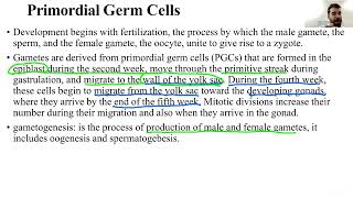 L1 gametogenesis P1طب جابر بن حيان المرحلة الثانية مادة علم الاجنة الكورس الاول [upl. by Blackwell]